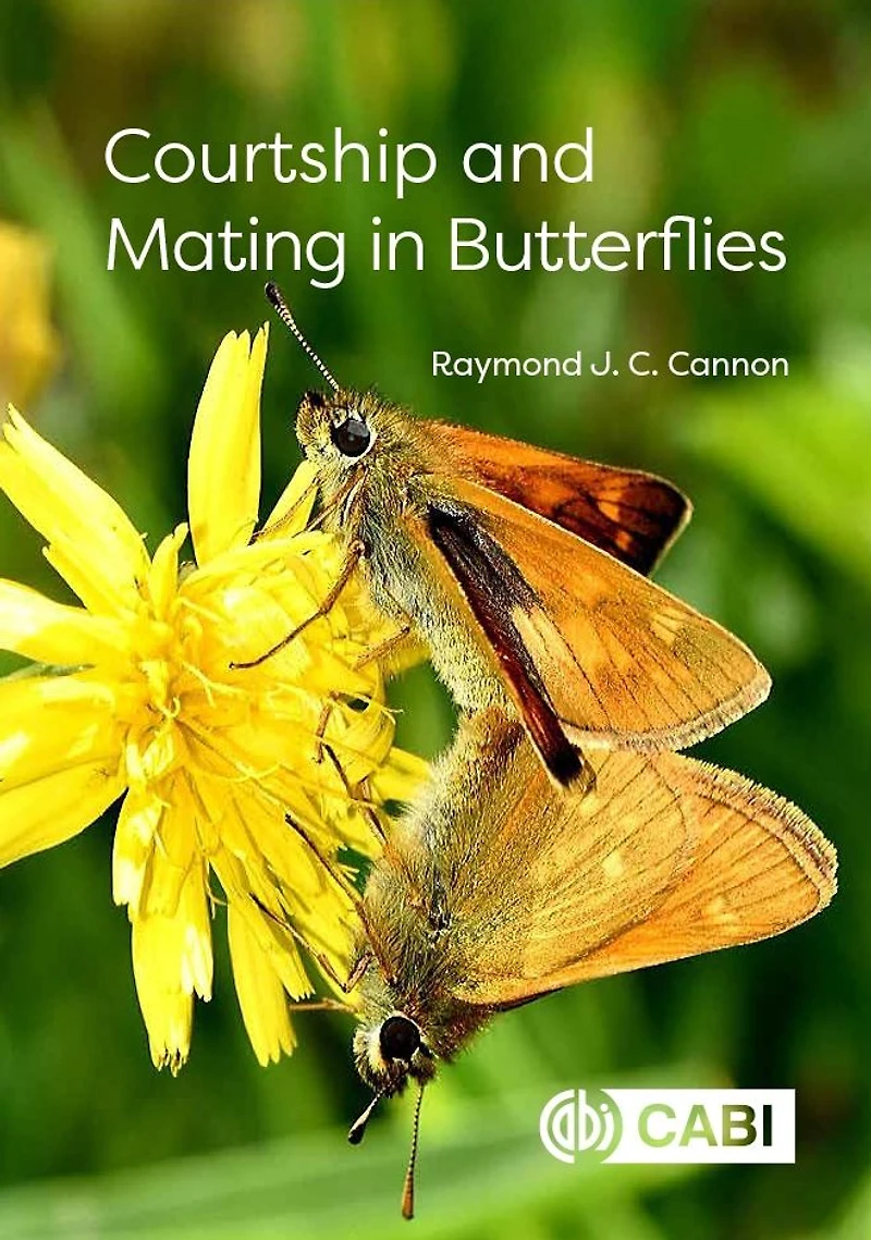 Courtship and Mating Butterflies