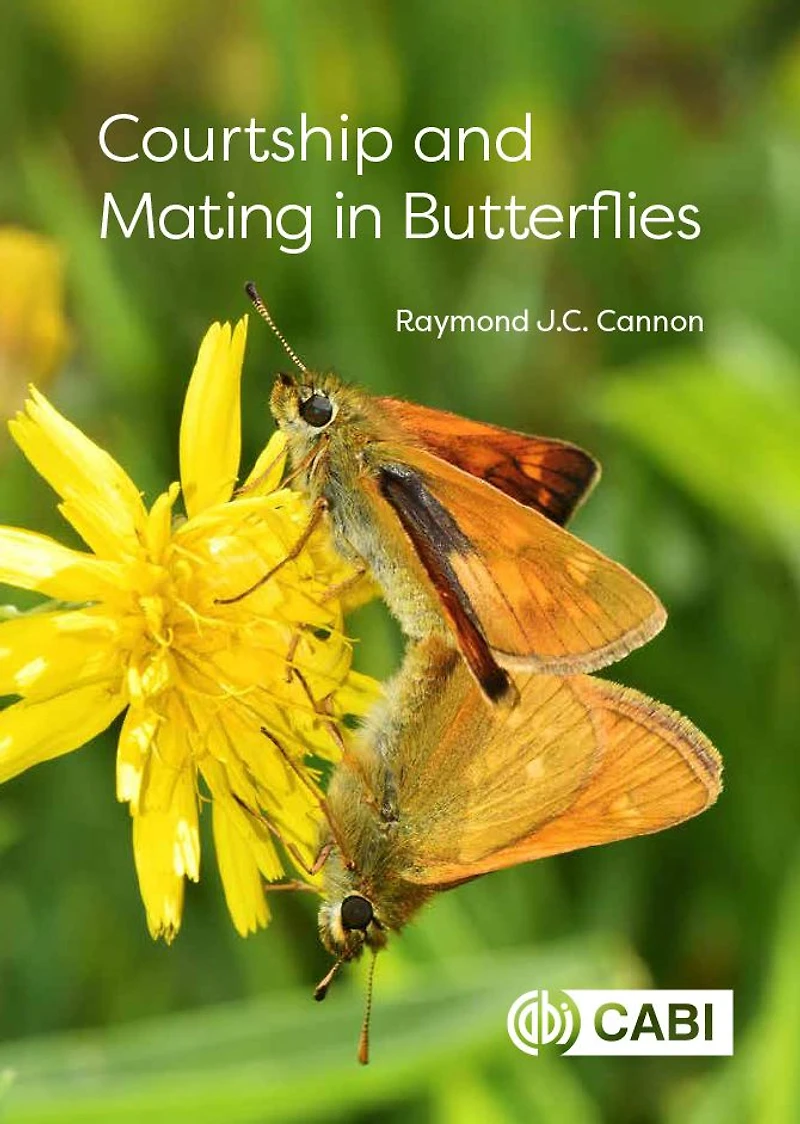 Courtship and Mating Butterflies