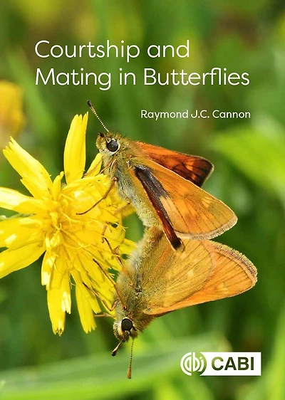 Courtship and Mating Butterflies
