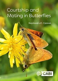 Courtship and Mating Butterflies