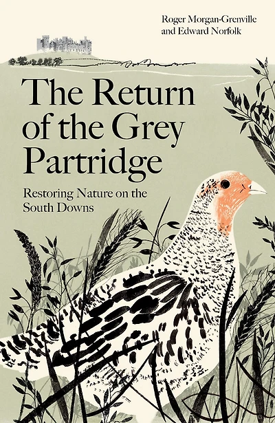 the Return of Grey Partridge: Restoring Nature on South Downs