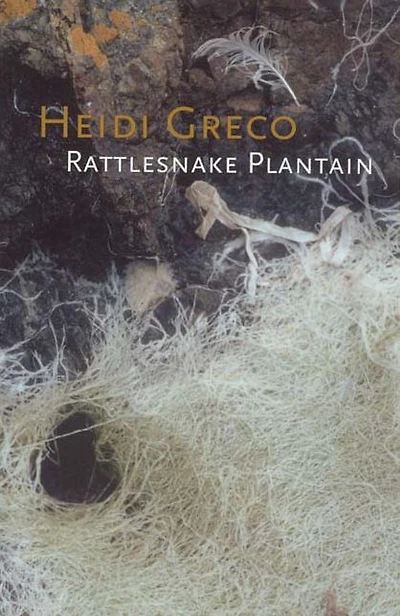 Rattlesnake Plantain