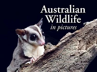 Australian Wildlife in Picture: Celebrating the unique nature of the island continent, from kangaroos to sea dragons