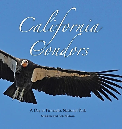 California Condors: A Day at Pinnacles National Park