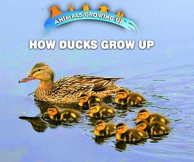 How Ducks Grow Up