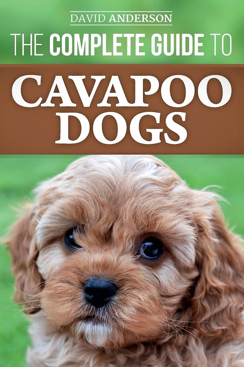 The Complete Guide to Cavapoo Dogs: Everything you need know successfully raise and train your new puppy