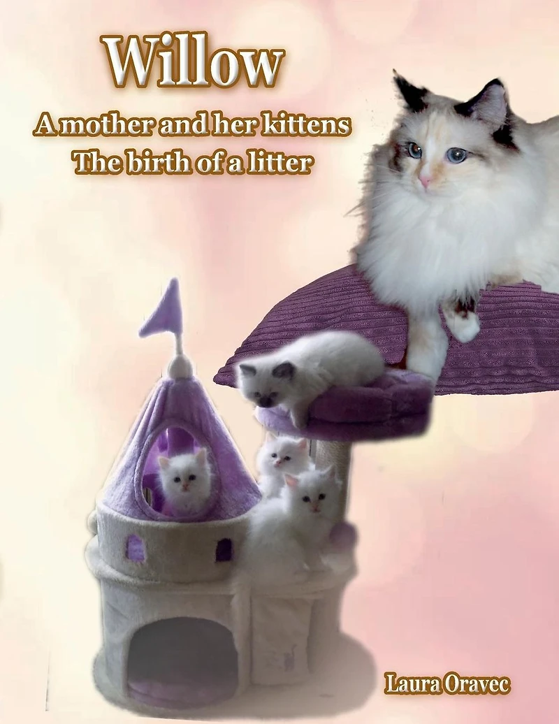 Willow a mother and her kittens: The birth of litter: