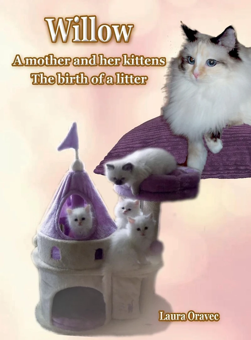 Willow a mother and her kittens: The birth of litter: