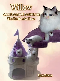 Willow a mother and her kittens: The birth of litter: