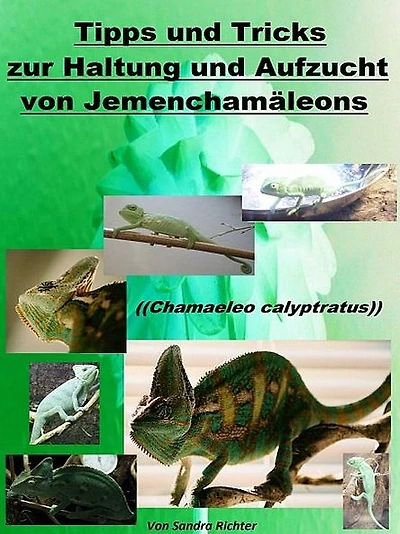 Tipps und Tricks zur Haltung und Aufzucht vom Jemenchamäleon