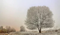 Il sole non scioglie la brina