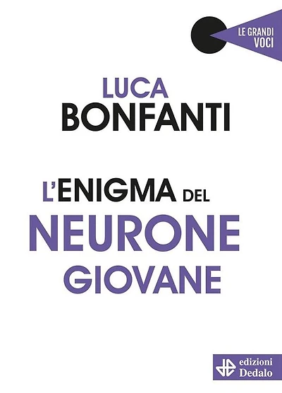 L'enigma del neurone giovane