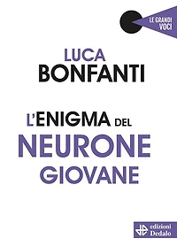 L'enigma del neurone giovane