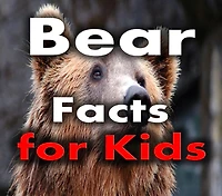 Bear Facts for Kids: Interesting Facts About Bears