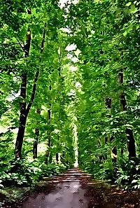 il parco magico