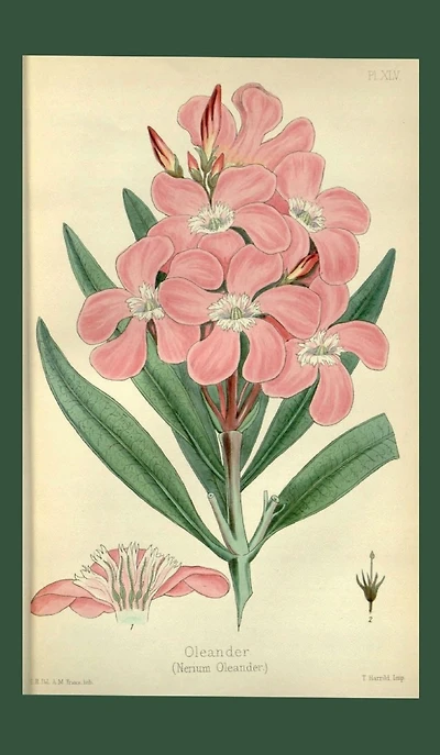 Oleander Notebook Journal - 200 Blank Page 5x8