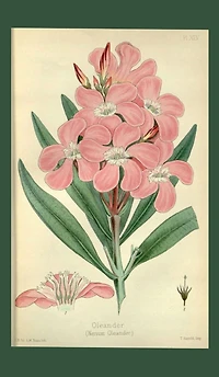 Oleander Notebook Journal - 200 Blank Page 5x8