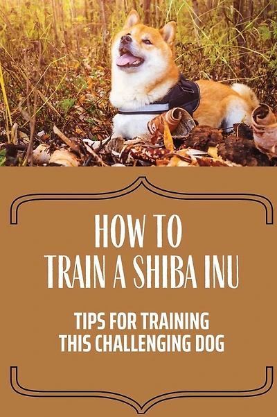 How To Train A Shiba Inu: Tips For Training This Challenging Dog: