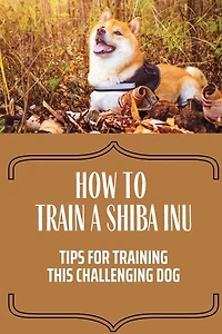 How To Train A Shiba Inu: Tips For Training This Challenging Dog: