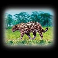 Torch Projector - Wild Animals