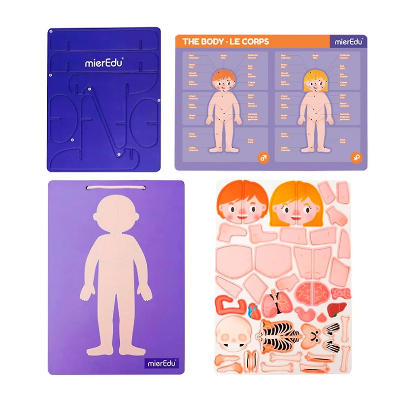 Magnetic Pad Human Anatomy
