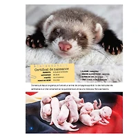 Mon Grand Animalier des Bébés Animaux