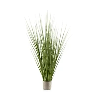 Tall Grass in Cement Pot