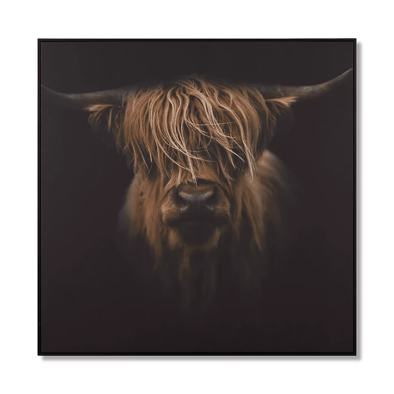 Scottish Highland Cattle Framed Printed Canvas