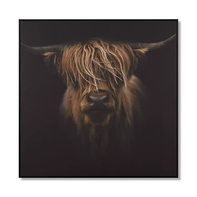 Scottish Highland Cattle Framed Printed Canvas