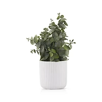Artificial Eucalyptus in White Pot