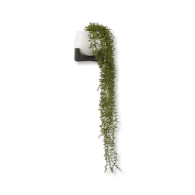 Waterfall Plant in Ceramic Pot