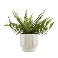 Potted Fern
