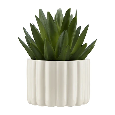 Agave in Pot