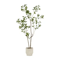 Japanese Pieris Tree
