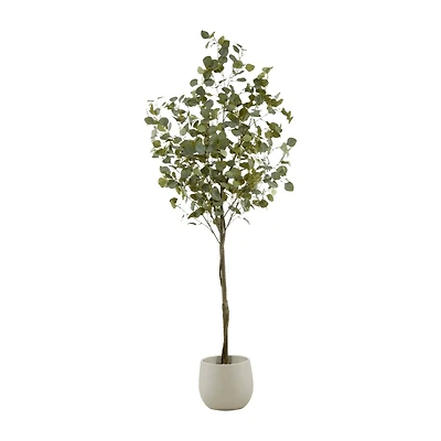 Eucalyptus Tree