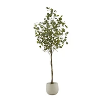 Eucalyptus Tree