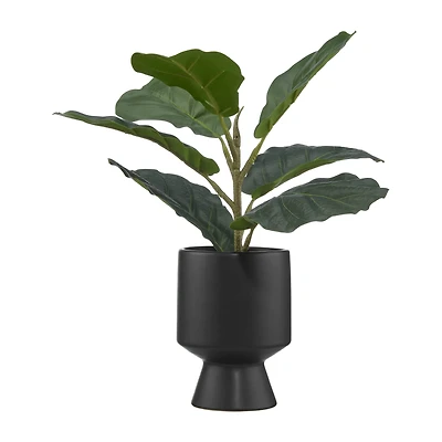 Ficus in black ceramic pot