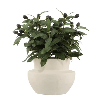 Olive Plant in Ceramic Pot