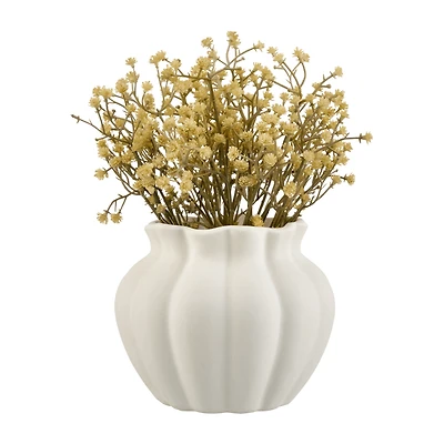 Yellow Gypsohila in Pot