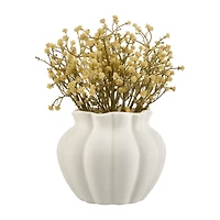 Yellow Gypsohila in Pot