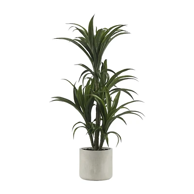 Marginata Plant in Resin Pot