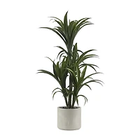 Marginata Plant in Resin Pot