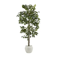 Large Ficus in Cement Pot