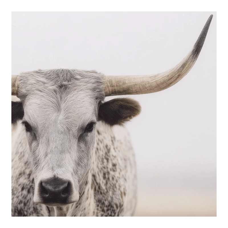 Longhorn cow Printed Framed Canvas