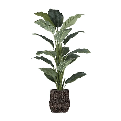 Large Ficus in Brown Rattan Pot