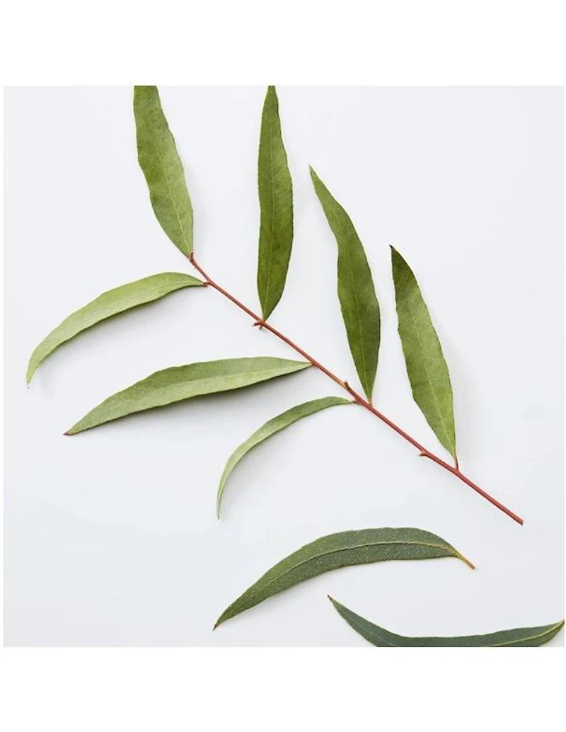 American Crew 3-in-1 Chamomile Pine - 450ml