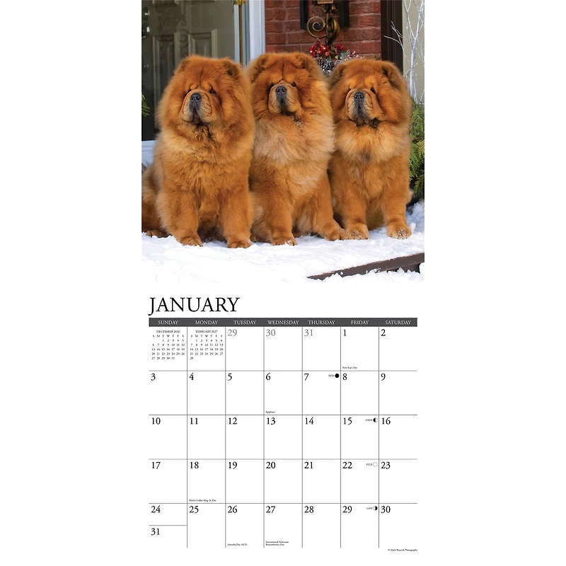 Chow Chows 2027 Wall Calendar