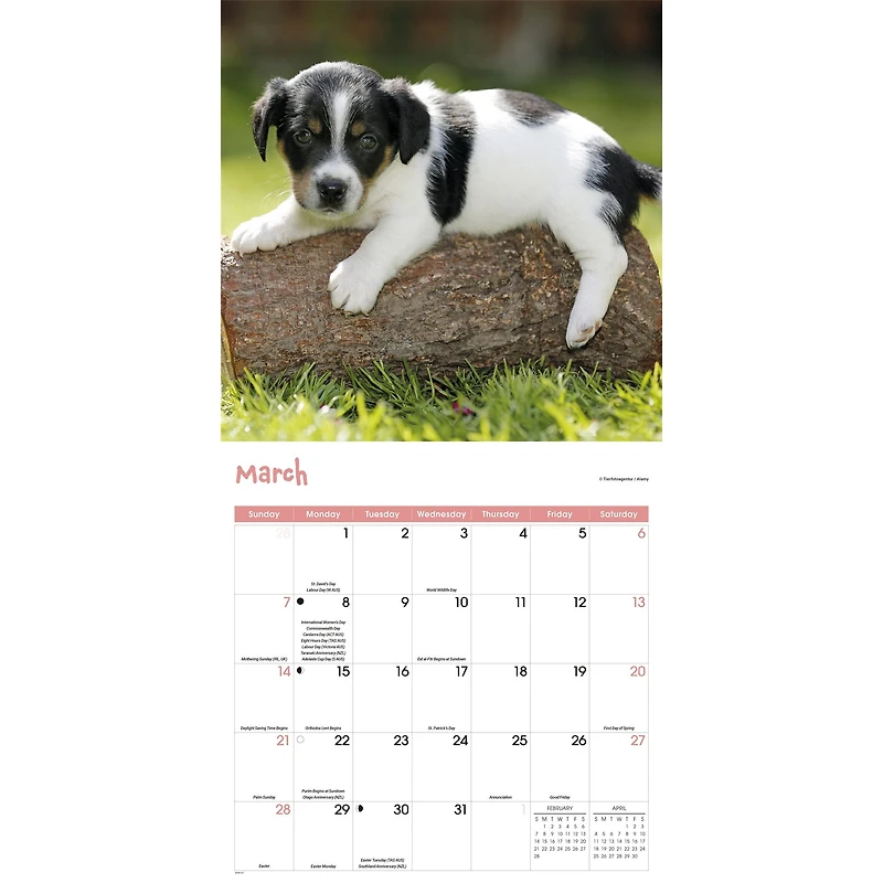 Playful Puppies 2027 Wall Calendar