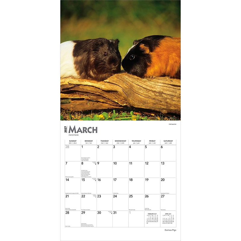 Guinea Pigs 2027 Wall Calendar