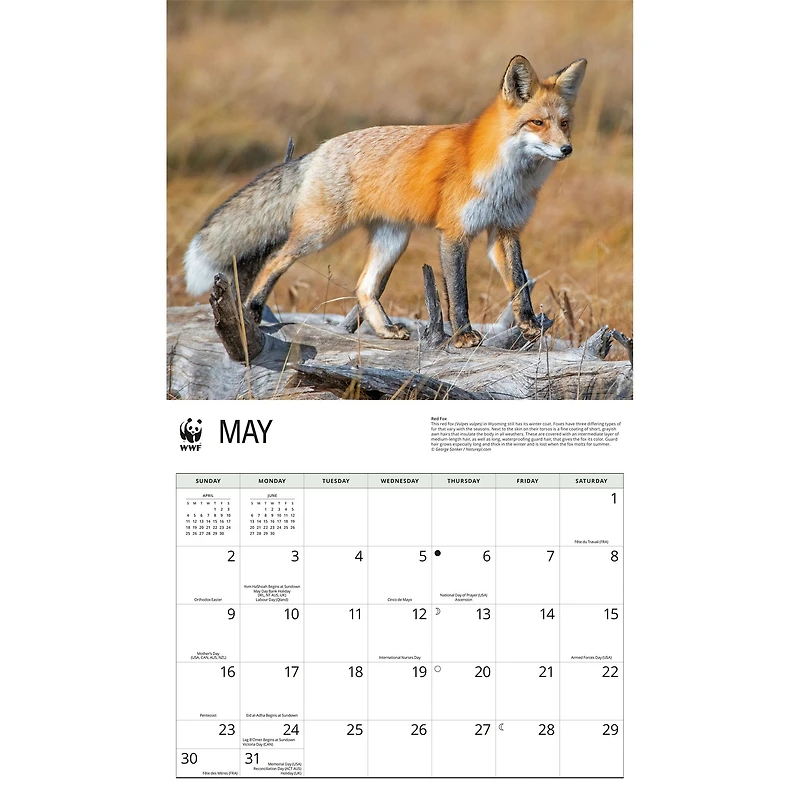 World Wildlife Fund Foxes 2027 Wall Calendar